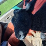 TheWolfKing's Avatar